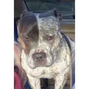 Image of Athena, Lost Dog