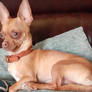 Image of Paco, Lost Dog