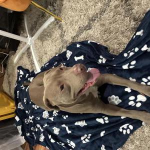 Image of Unknown, Lost Dog