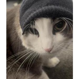 Lost 2 Bunny (CA)