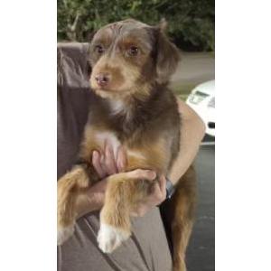 Lost 1 Shely (Connecticut)