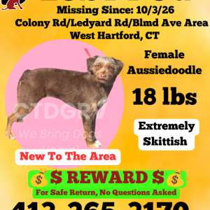 2nd Image of Shely, Lost Dog