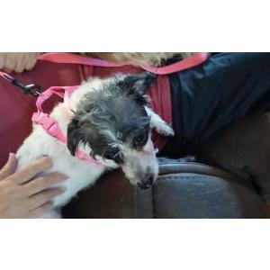 Image of Unknown, Found Dog