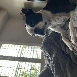 Image of Pepper, Lost Dog