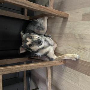 Image of Koda, Lost Dog