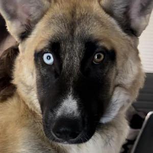Image of Willow, Lost Dog