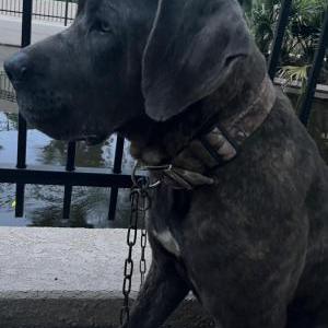 Image of Bruce, Lost Dog