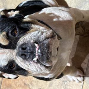 Image of Unknown, Found Dog