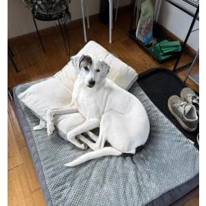 Lost 1 Callie (Pennsylvania)