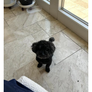 Image of rourou, Lost Dog