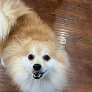 Image of Teddy, Lost Dog