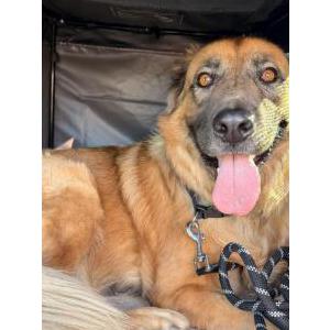 Image of Unknown, Found Dog