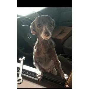 Image of Sophie, Lost Dog