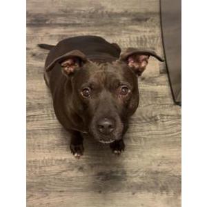 Image of Spike, Lost Dog