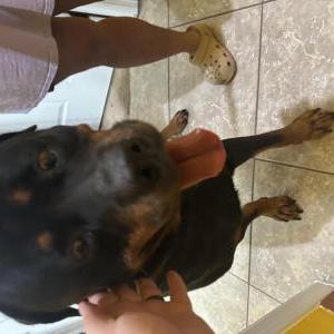 Image of Unknown, Found Dog