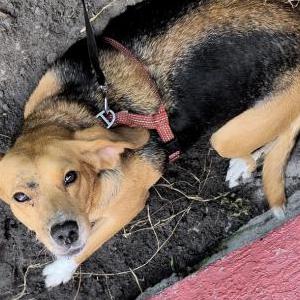 Image of Bagel, Lost Dog