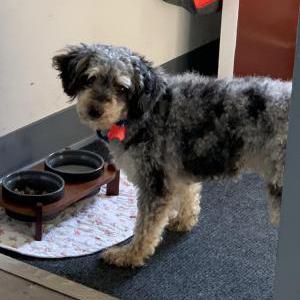 Lost 1 Cody/Basel/Cookie (New York)