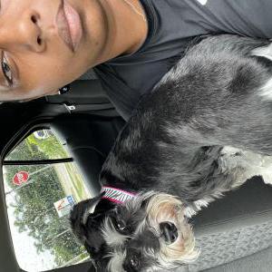 Image of Pepper, Lost Dog