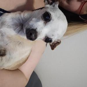 Image of Chico, Lost Dog
