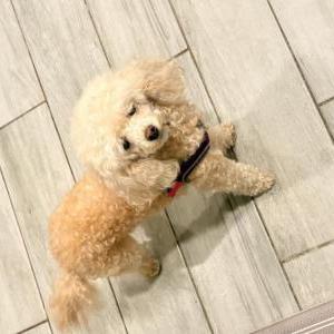 Image of bailey, Lost Dog