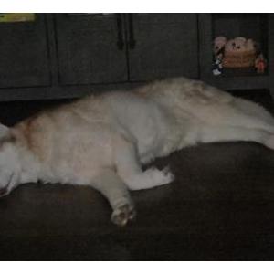 Image of Silene, Lost Dog