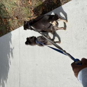 Image of Bougie, Lost Dog