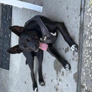 Image of Unknown, Found Dog