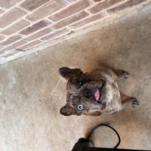 Image of Merlie, Lost Dog