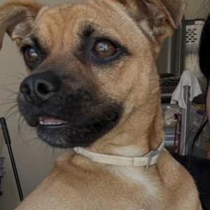 Image of Peanut, Lost Dog