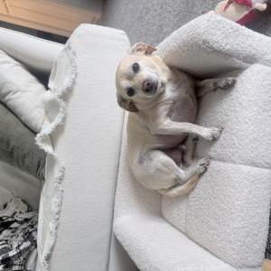 Image of Coco, Lost Dog
