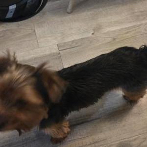 Image of Unknown, Found Dog