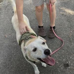 Image of Unknown, Lost Dog