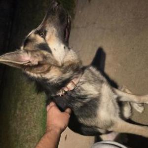 Image of Unknown, Found Dog