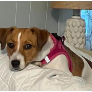 Image of Cookie, Found Dog