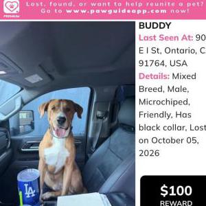 Image of Buddy, Lost Dog