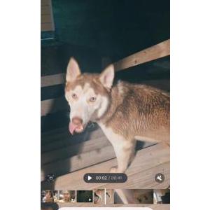 Image of Peluche, Lost Dog