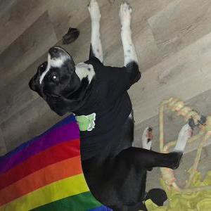 Image of Cupcake, Lost Dog