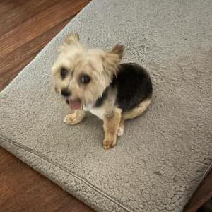 Image of Woody, Lost Dog