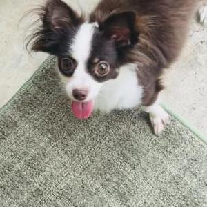 Image of Zero, Lost Dog