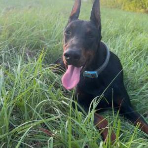 Image of Mili, Lost Dog