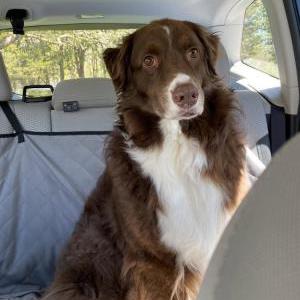 Image of Wally, Lost Dog