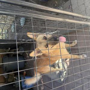 Image of Unknown, Found Dog