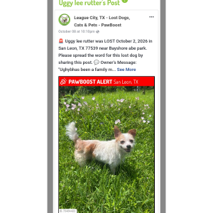 Image of Uggy, Lost Dog