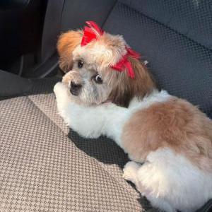Image of Pelucina, Lost Dog