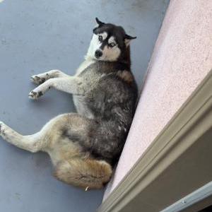 Image of Lola, Lost Dog