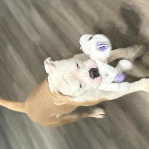 Image of No name, Found Dog
