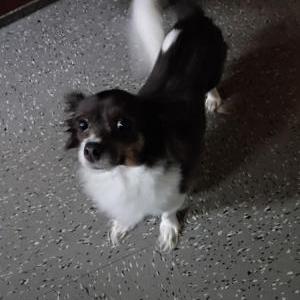 Image of Fluffy, Lost Dog