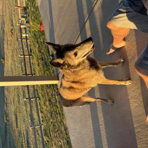 Image of Unonown, Found Dog