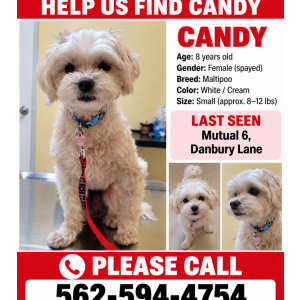Image of Candy, Lost Dog