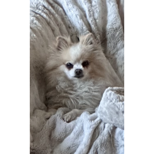 Image of Louis, Lost Dog